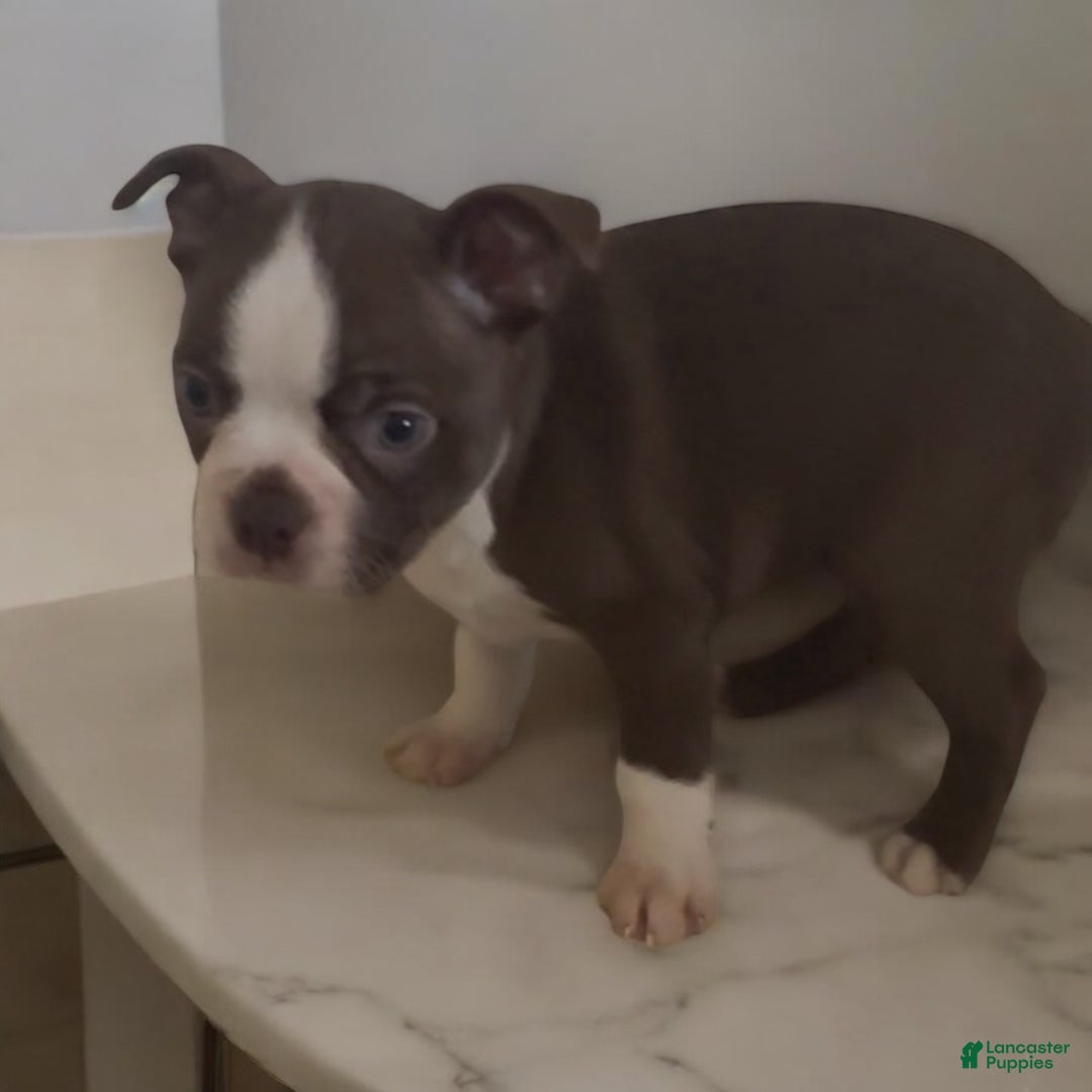 Boston Terrier dogs for sale: Boston Terrier Puppy 1 - Ad 2