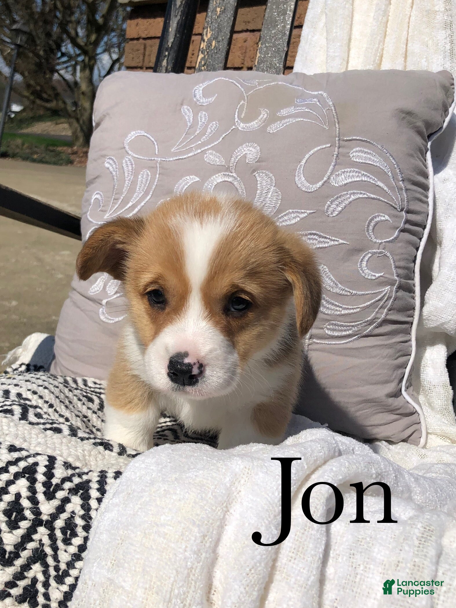 Welsh Corgi Pembroke dogs Jon - Ad 1