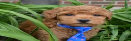 Mini Goldendoodle dogs for sale: Mini George - Ad 20
