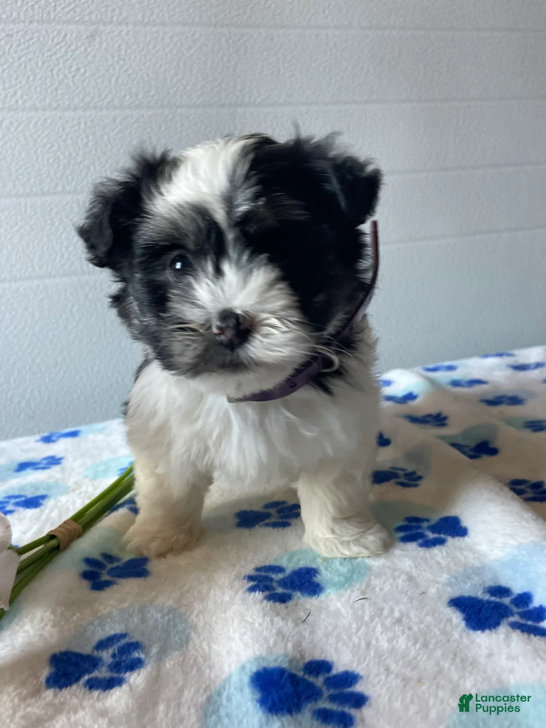 Havanese dogs for sale: Blossom - Ad 1