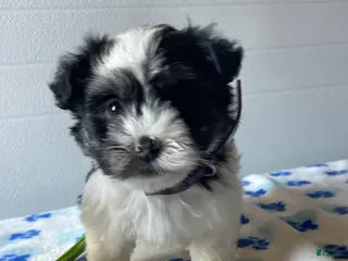 Havanese dogs Blossom - Ad 26