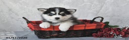 Pomsky dogs for sale: Adrian - Ad 3