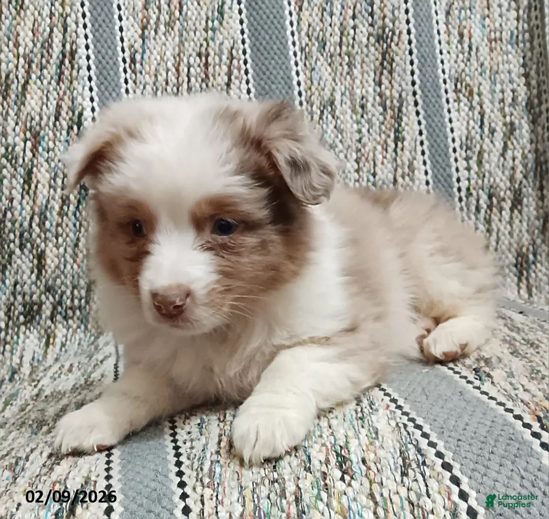Miniature Australian Shepherd dogs for sale: Cookie - Ad 4