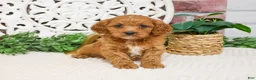 Cavapoo dogs for sale: Kelsie  - Ad 3