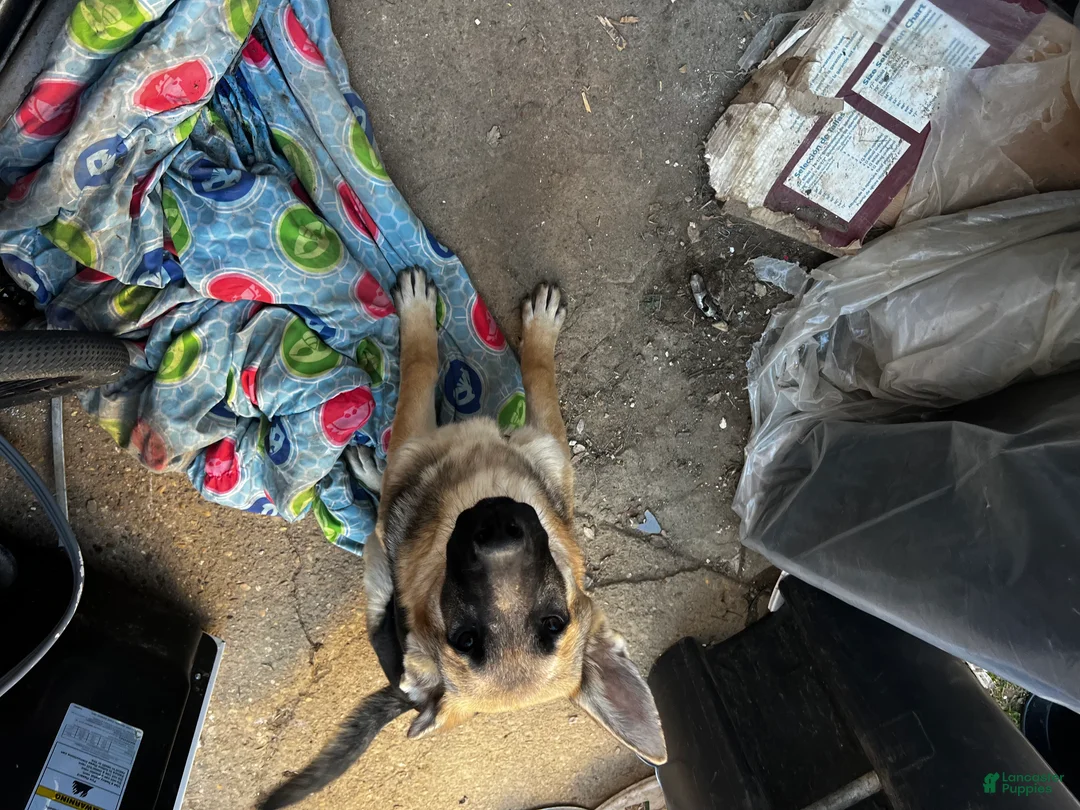 German Shepherd dogs for sale: Buttercup - Ad 2