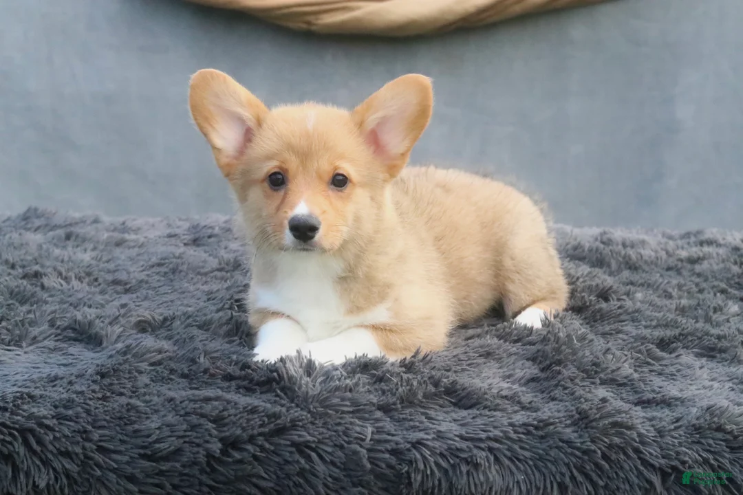 Welsh Corgi Pembroke dogs for sale: Drizzle - Ad 2