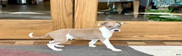 Italian Greyhound dogs for sale: Forest  - Ad 3