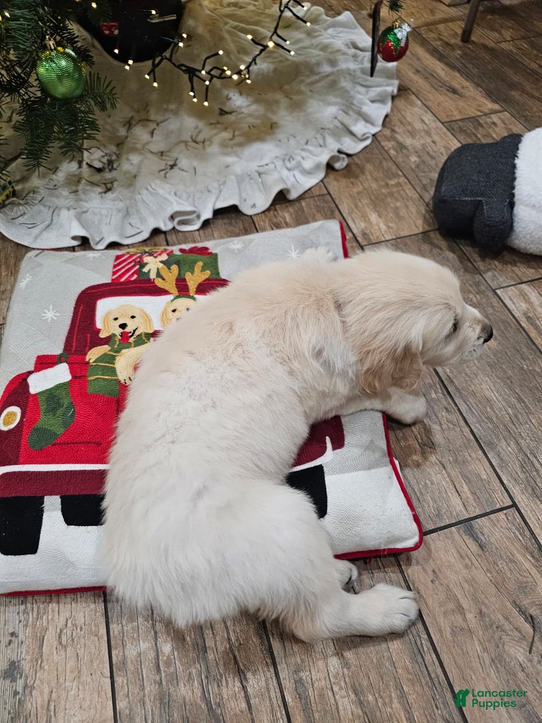 Golden Retriever dogs for sale: Golden Retriever Puppy 4 - Ad 36