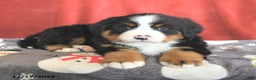 Bernese Mountain Dog dogs for sale: Dotty - Ad 3