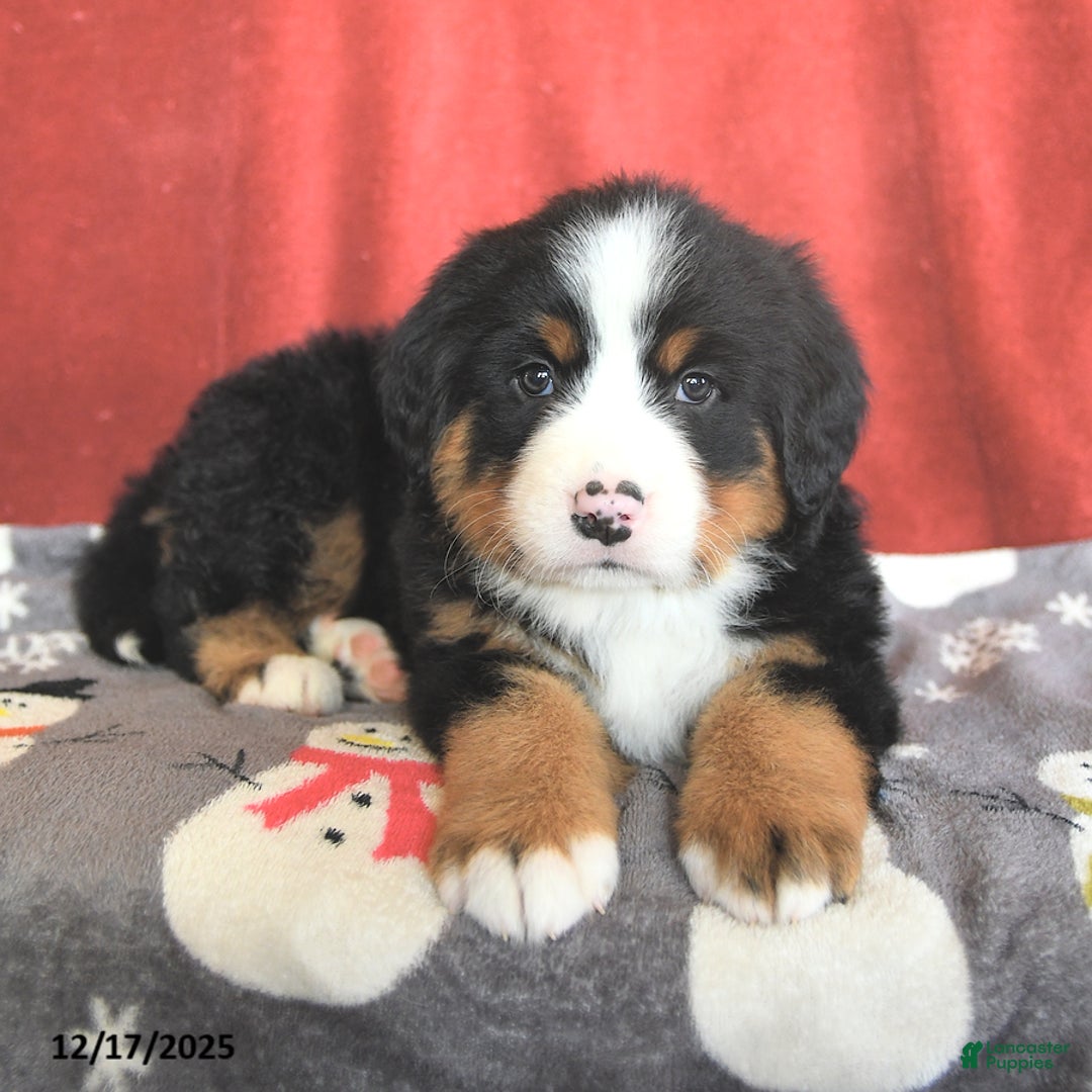 Bernese Mountain Dog dogs for sale: Dotty - Ad 3