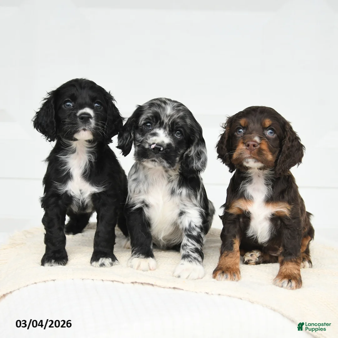 English Cocker Spaniel dogs for sale: Fancy - Ad 5