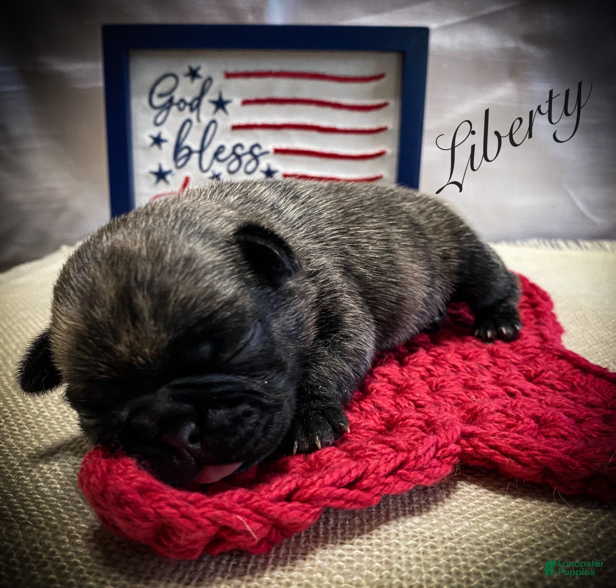Pug dogs Liberty - Ad 1