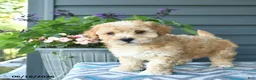 Mini Goldendoodle dogs for sale: Aiden  - Ad 3