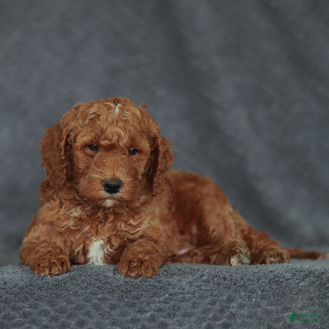 Mixed Breed dogs for sale: Ranger Jr. - Ad 3