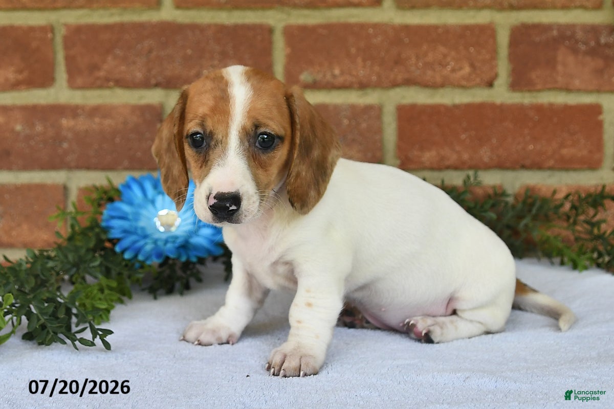 Miniature Dachshund dogs Jenny - Ad 2