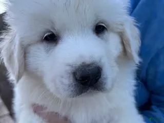 Great Pyrenees dogs Great Pyrenees Puppy 3 - Ad 34