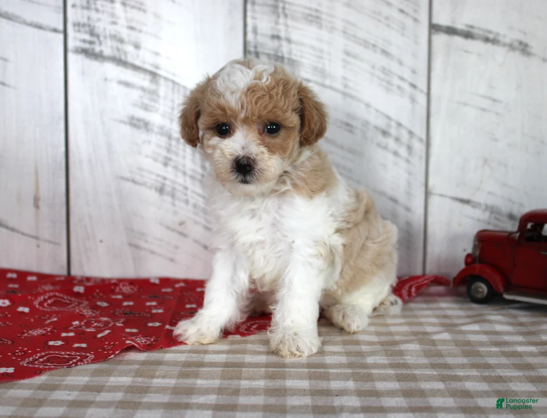 Toy Poodle dogs for sale: Jip - Ad 2