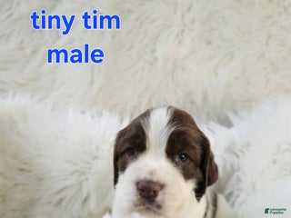 English Springer Spaniel dogs Tiny Tim - Ad 18