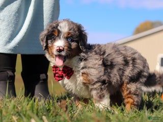 Mini Bernedoodle dogs - Ad 31