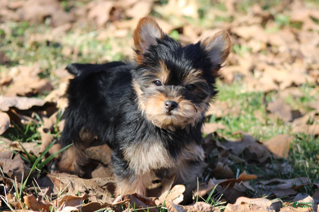 Yorkshire Terrier dogs for sale: Tiny Tia - Ad 1