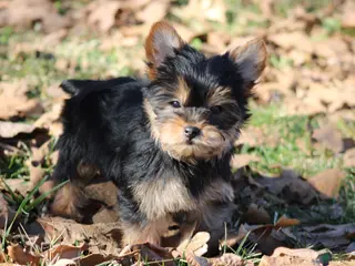 Yorkshire Terrier dogs Tiny Tia - Ad 1