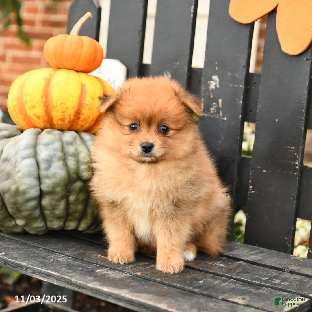 Pomeranian dogs for sale: Miles - Ad 1
