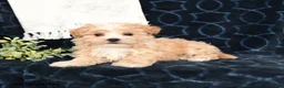 Maltipoo dogs for sale: Lindsey - Ad 3