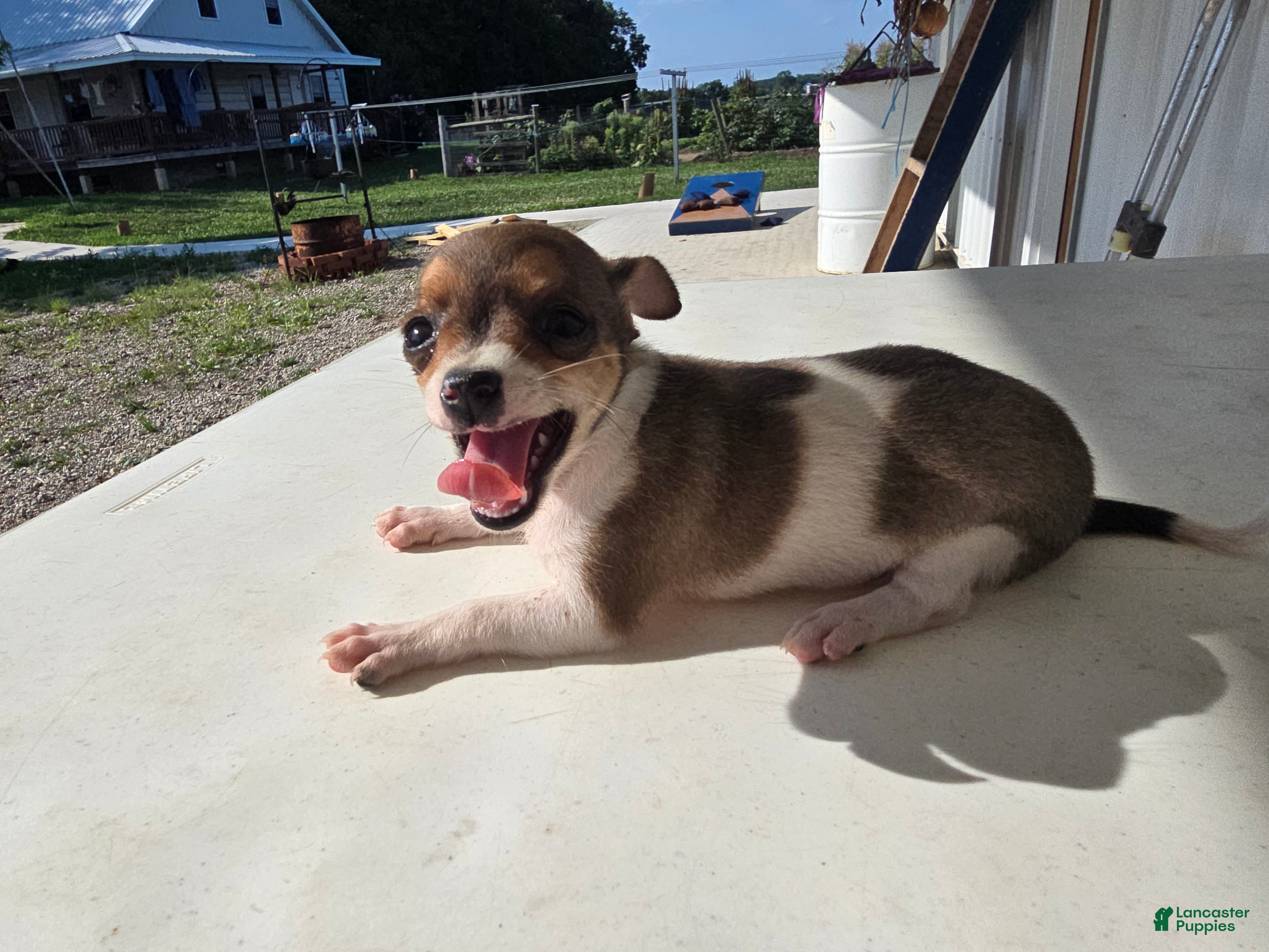 Chihuahua dogs Princess  - Ad 1
