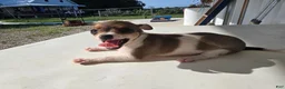 Chihuahua dogs for sale: Princess  - Ad 1