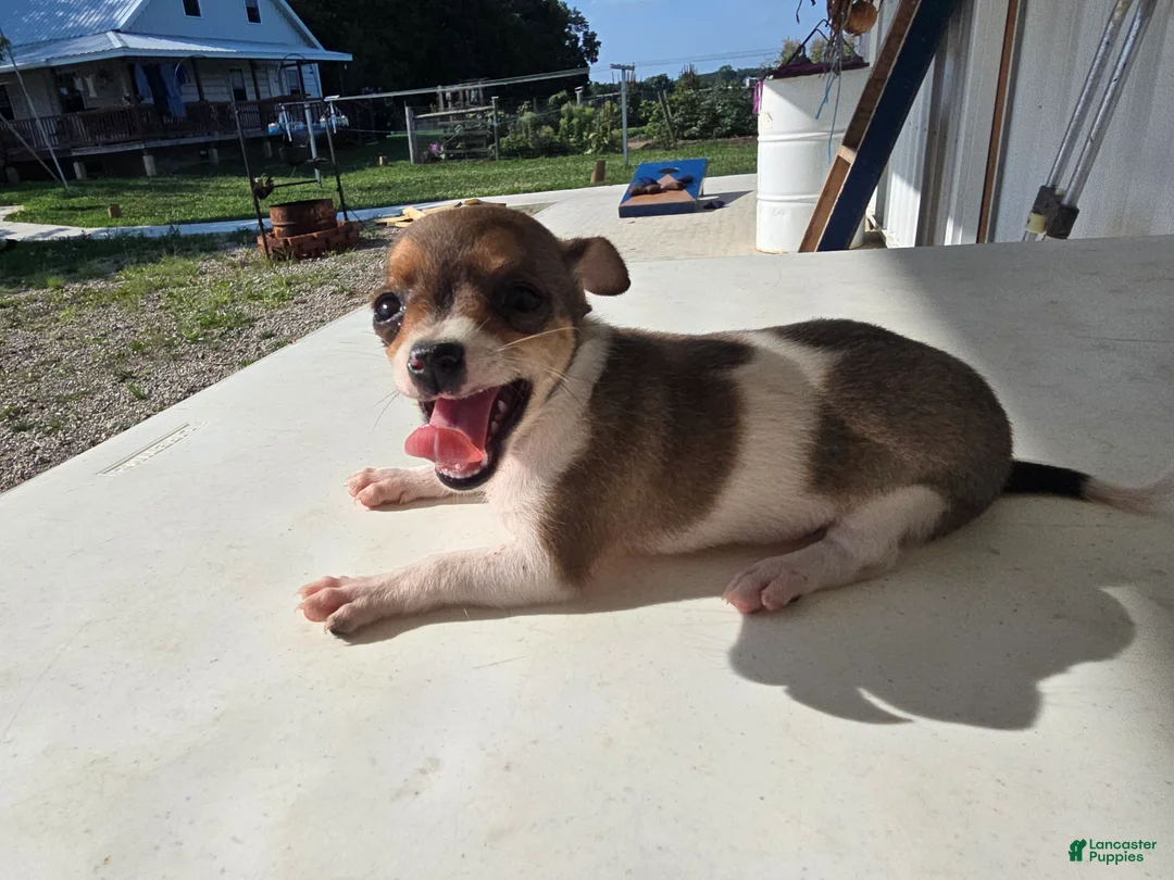 Chihuahua dogs for sale: Princess  - Ad 1