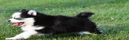 Pomsky dogs for sale: Patrick - Ad 2