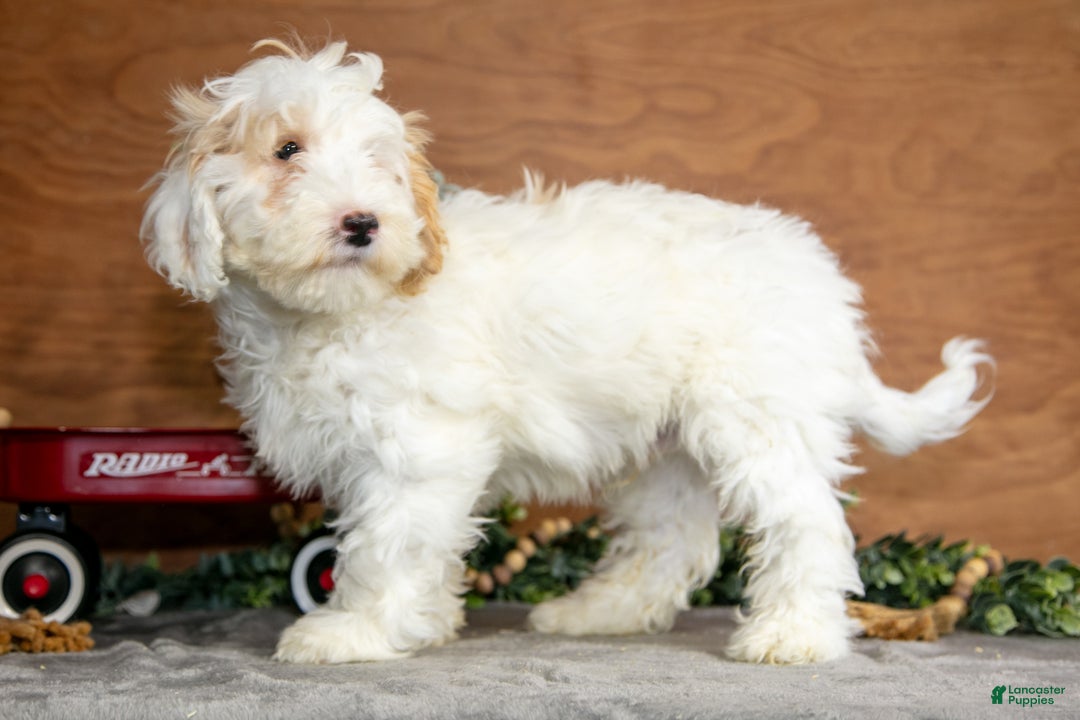 Mini Goldendoodle dogs for sale: Hendrix - Ad 2