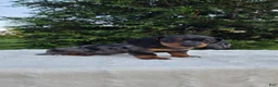 Miniature Dachshund dogs for sale: Waylon - Ad 3