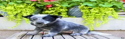 Australian Cattle Dog dogs for sale: Sadie - Ad 4