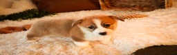 Welsh Corgi Pembroke dogs for sale: Toast - Ad 5