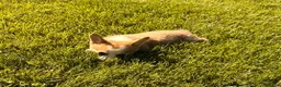 Welsh Corgi Pembroke dogs for sale: Lucy - Ad 9