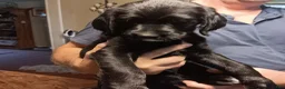 Labradoodle dogs for sale: Labradoodle 2 - Ad 1