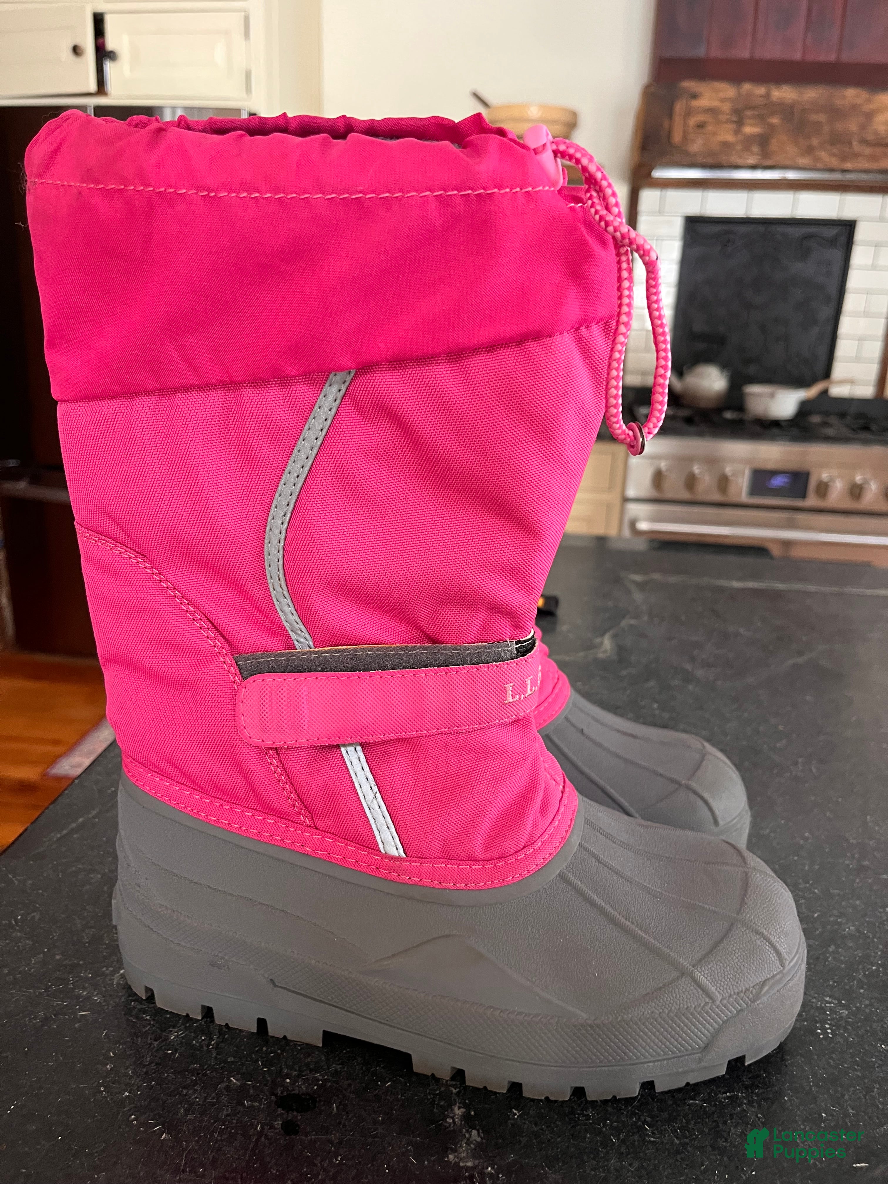 Greater Swiss Mountain Dog dogs Violet🐾❤️AKC Hip CERT ❤️🐾Call 717-859-8731 - Ad 12