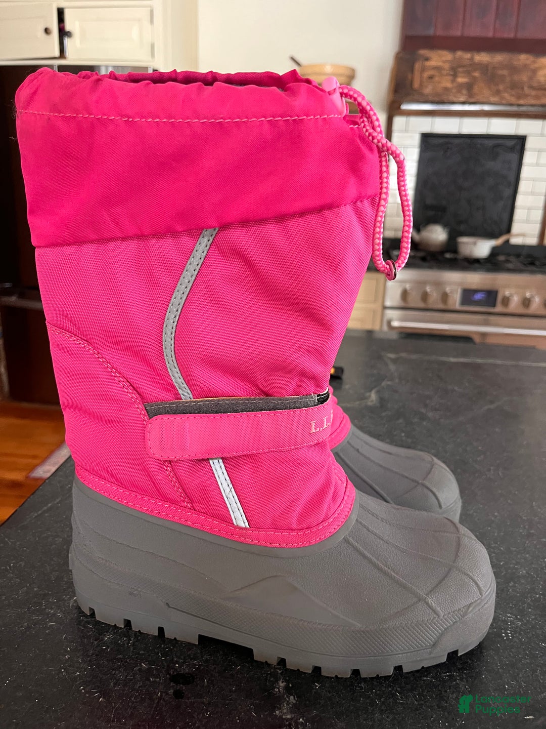 Greater Swiss Mountain Dog dogs for sale: Vera🐾❤️AKC Hip Cert🐾❤️Call 717-859-8731 - Ad 9