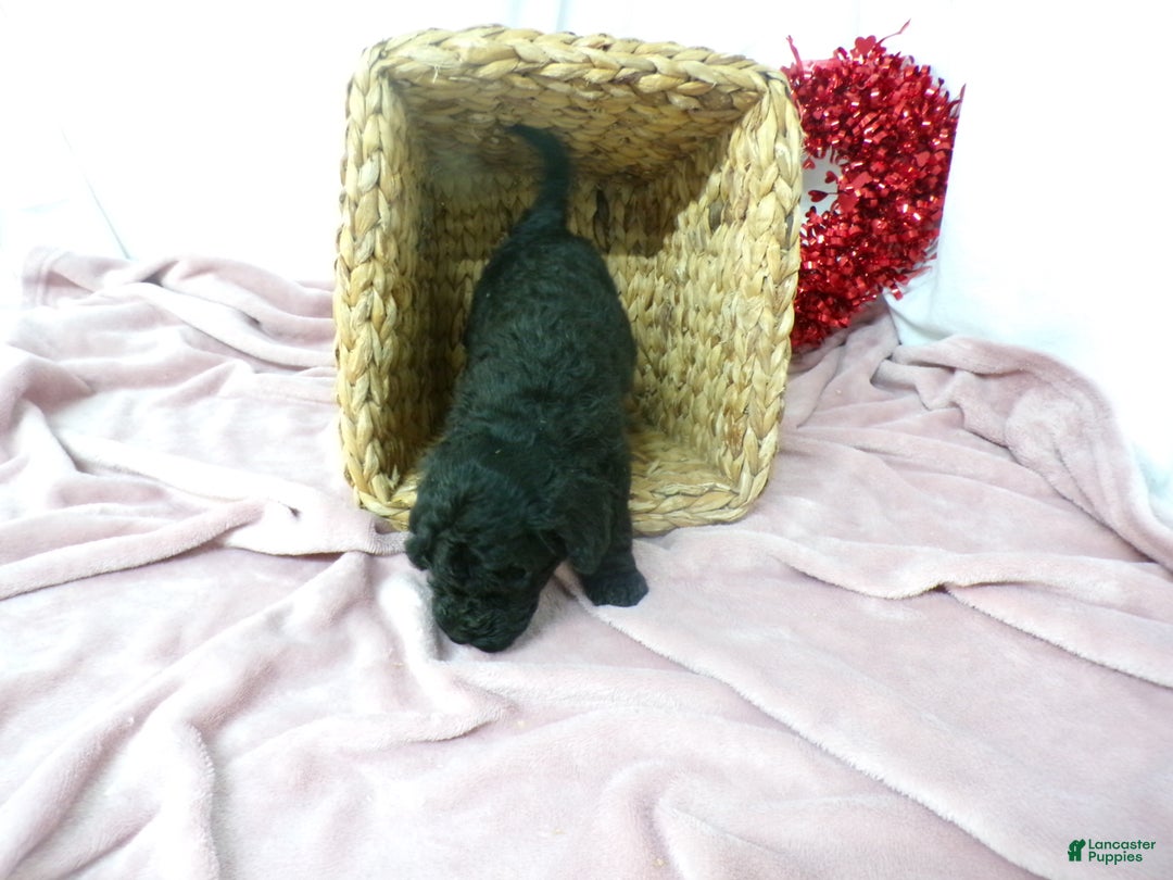 Goldendoodle dogs for sale: Boyd - Ad 3