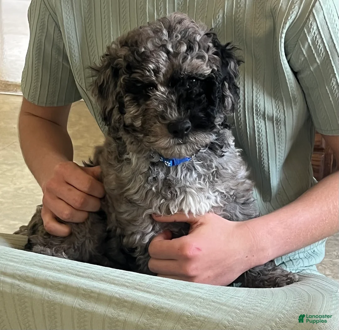 Mini Goldendoodle dogs for sale: Patch Mini Goldendoodle Puppy  - Ad 1