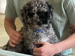 Mini Goldendoodle dogs for sale: Patch Mini Goldendoodle Puppy - Ad 2