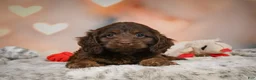 Cockapoo dogs for sale: Sandy - Ad 11