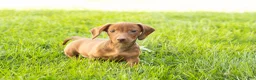 Miniature Dachshund dogs for sale: Ira  - Ad 4