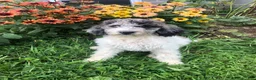Goldendoodle dogs for sale: Oreo - Ad 5