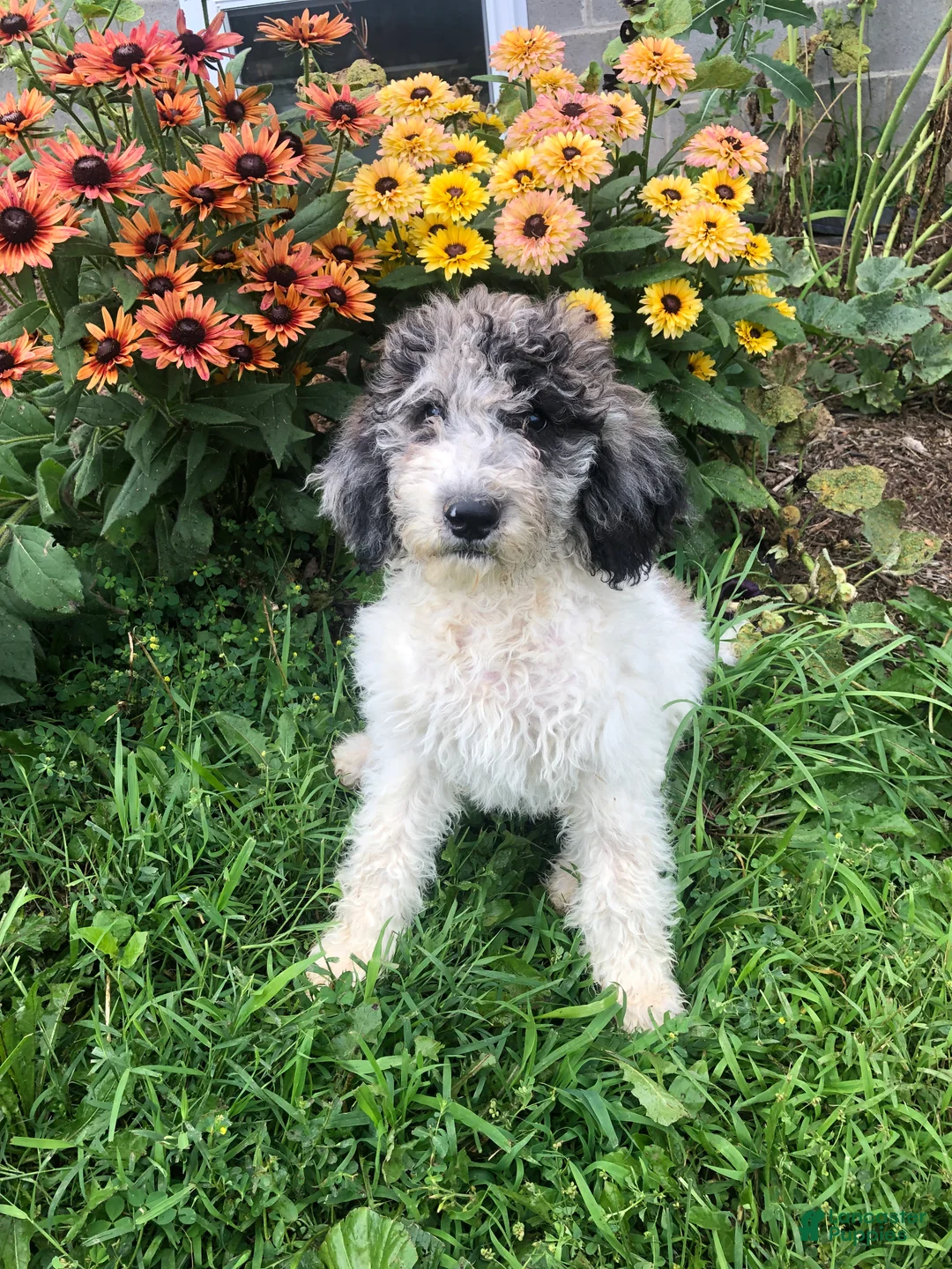 Goldendoodle dogs for sale: Oreo - Ad 5
