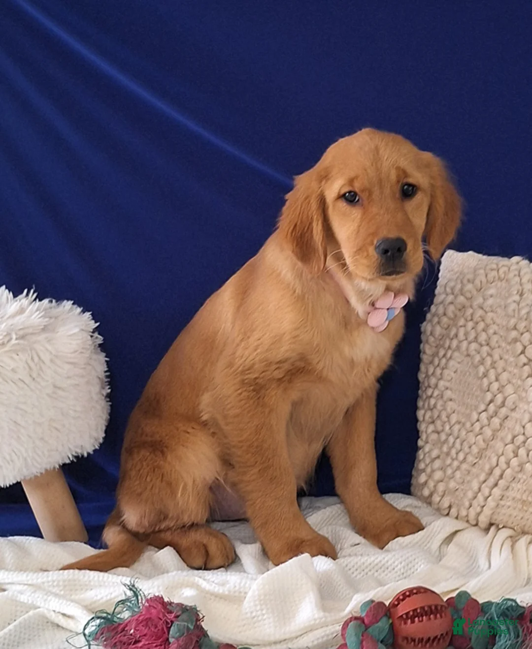 Golden Retriever dogs for sale: Sophie - Ad 3