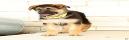 German Shepherd dogs for sale: Wrangler - Ad 3