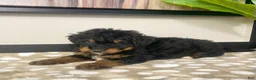 Mini Bernedoodle dogs for sale: Basil - Ad 3