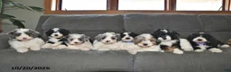 Aussiedoodle dogs for sale: Alexis  - Ad 5